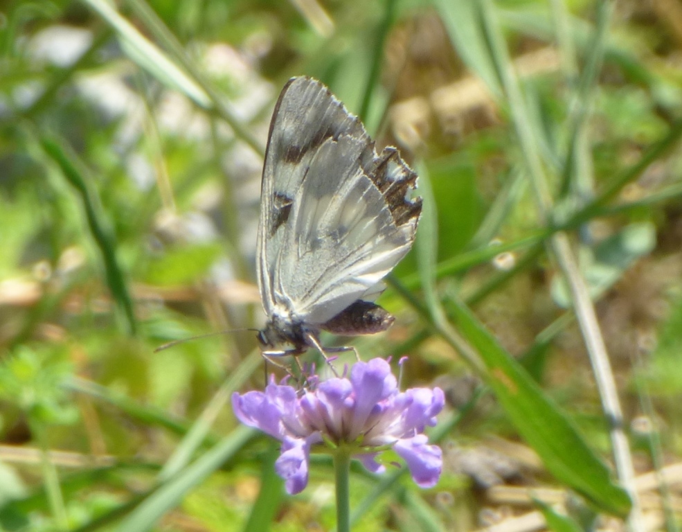 Melanargia Galathea Femmina forma Leucomelas Esper